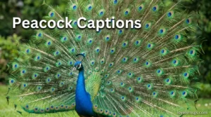 Peacock Captions